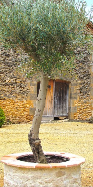 Refreshment of courtyard